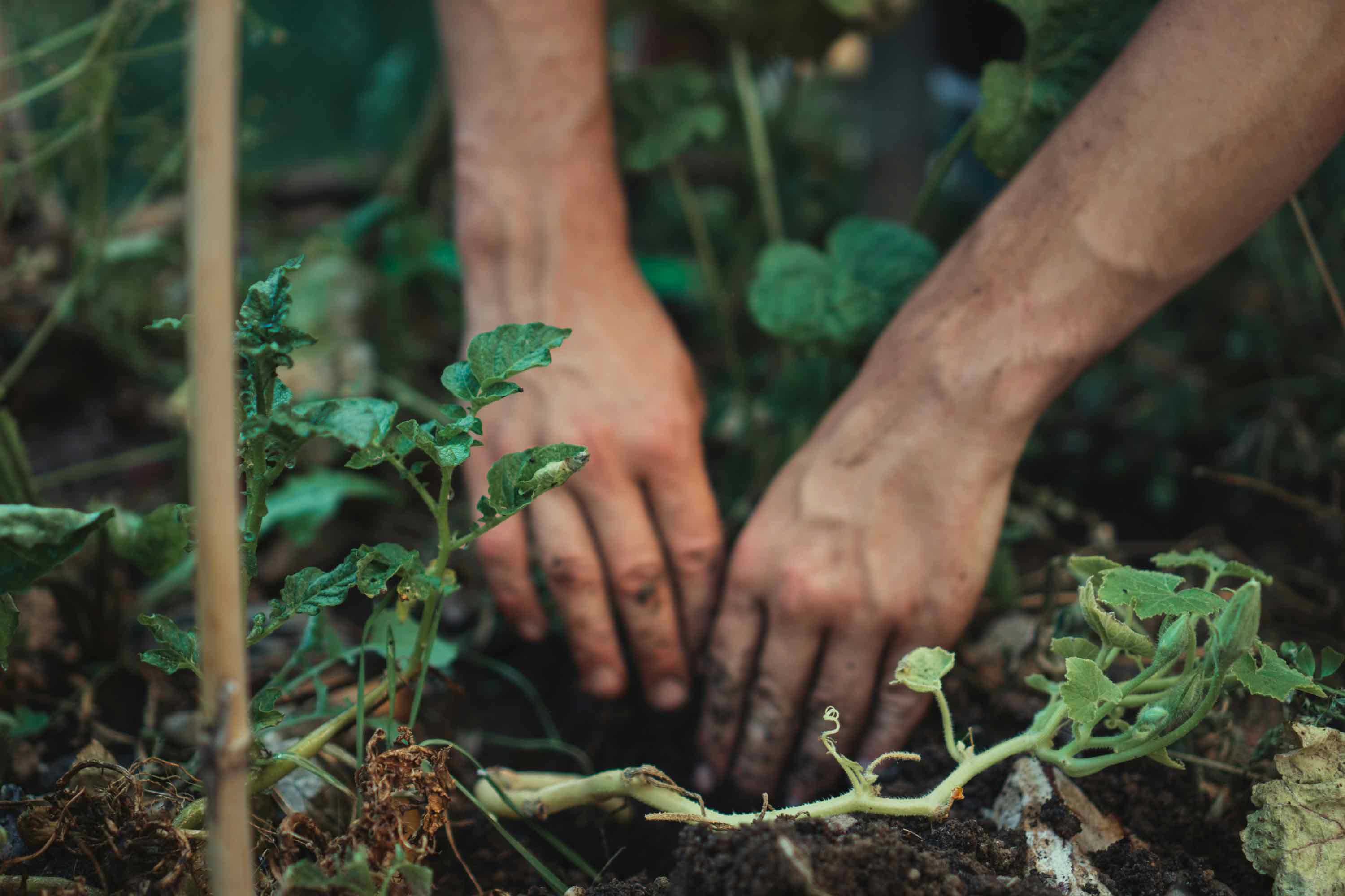 Hands gardening