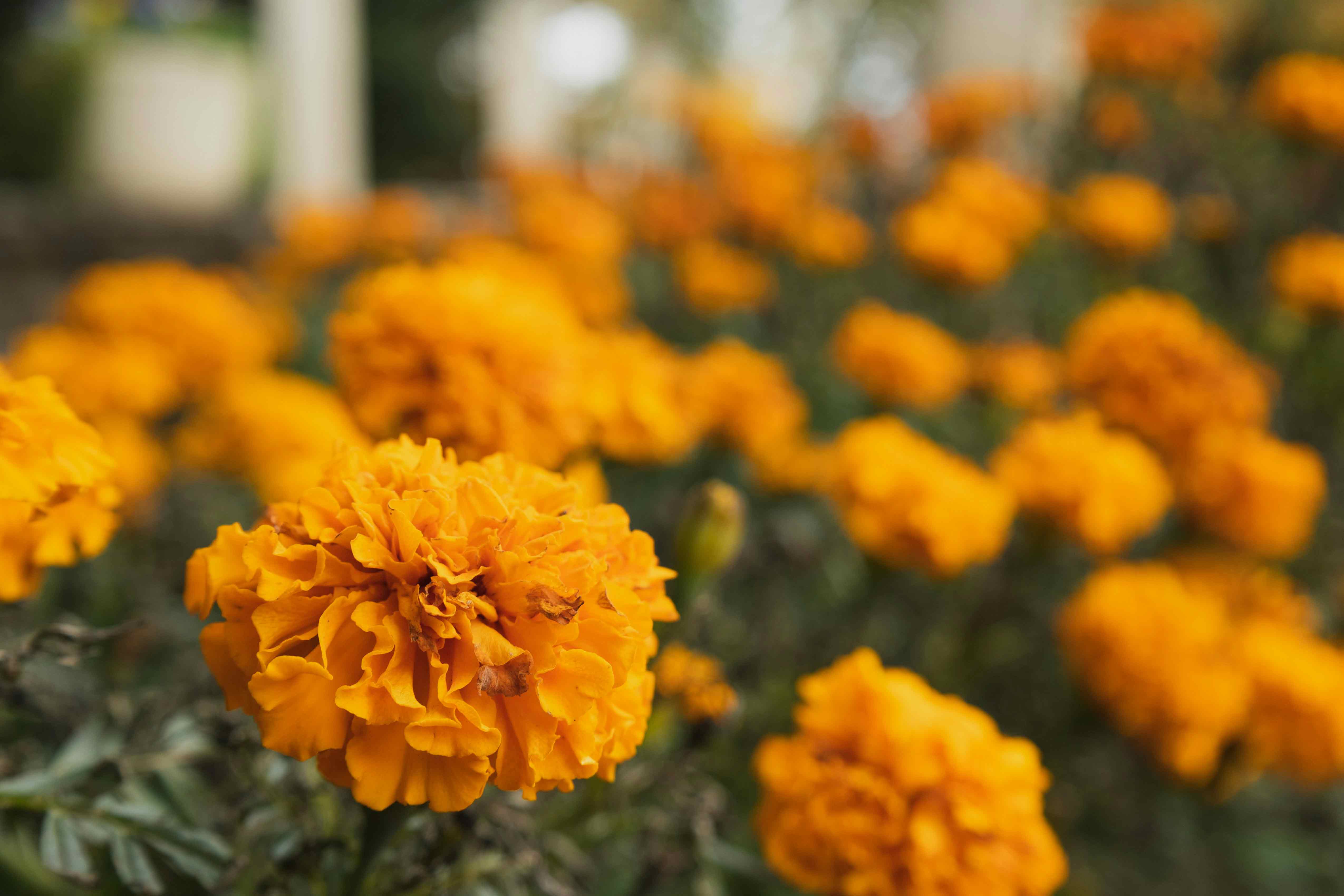 Marigold flower