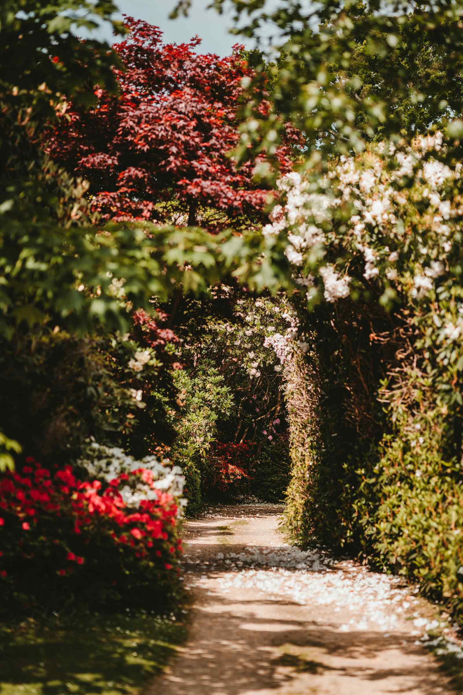 Colorful flowers