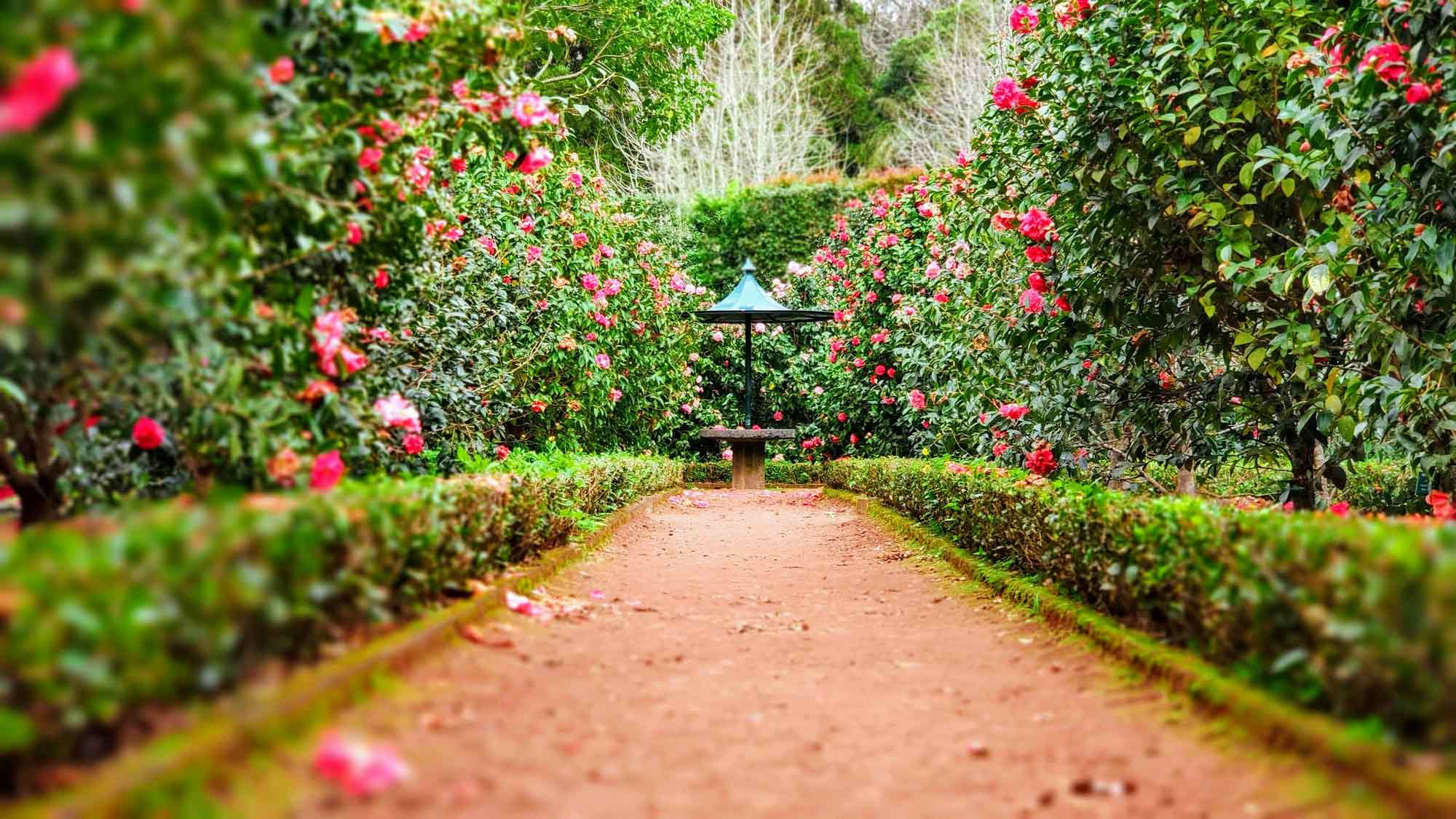 Colorful garden