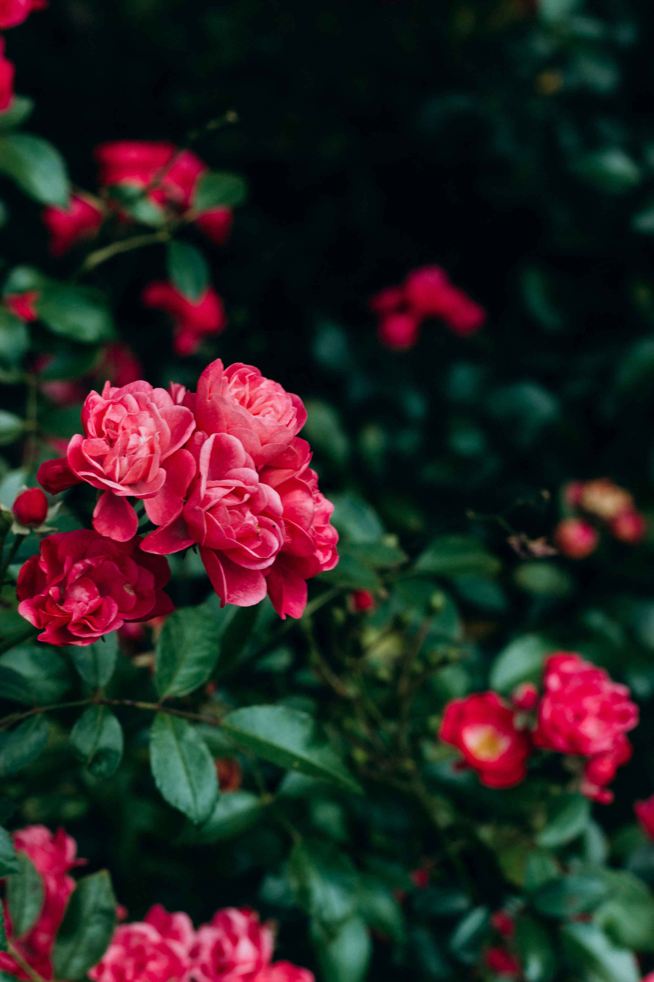 Soft pink flower