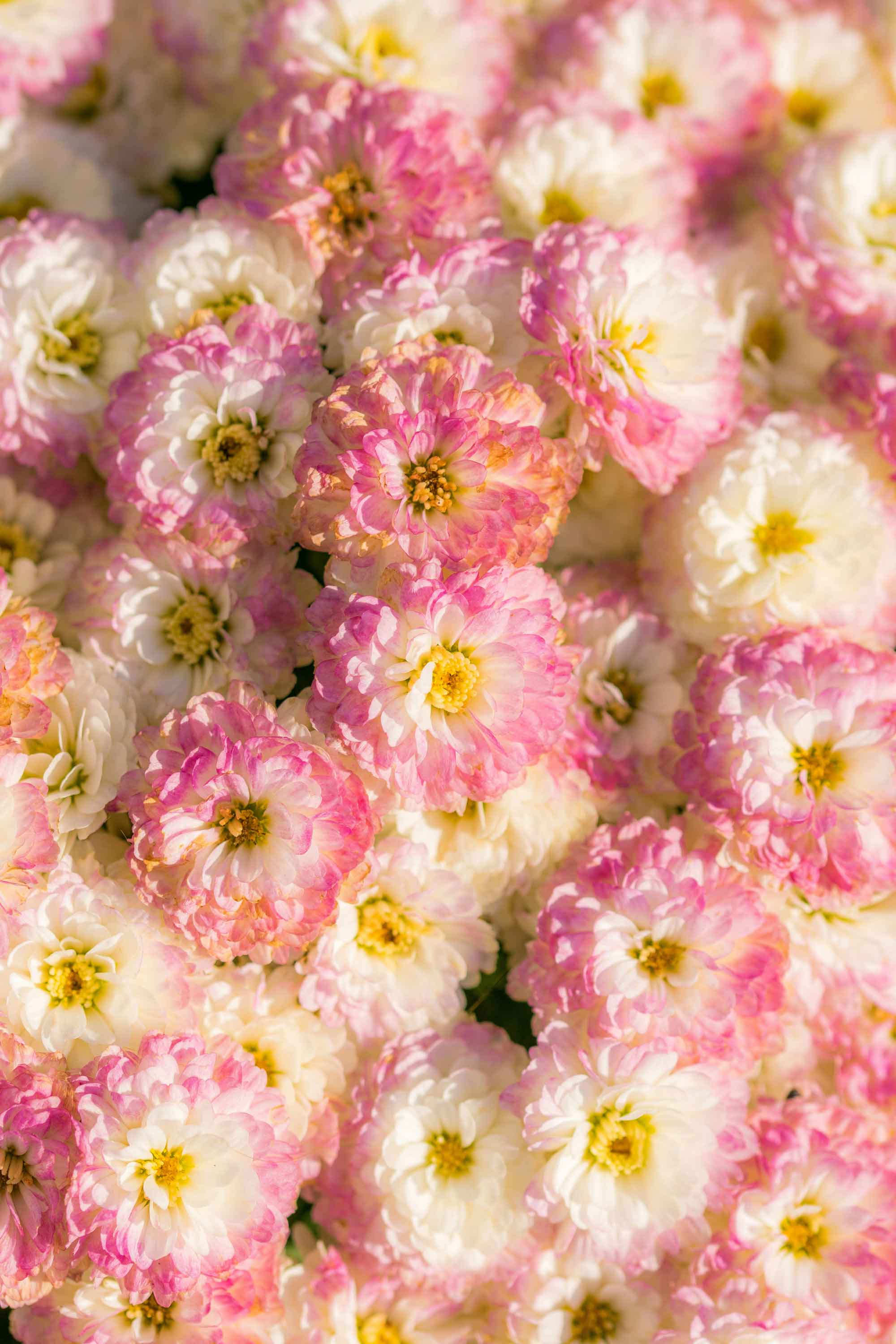 Pink flowers