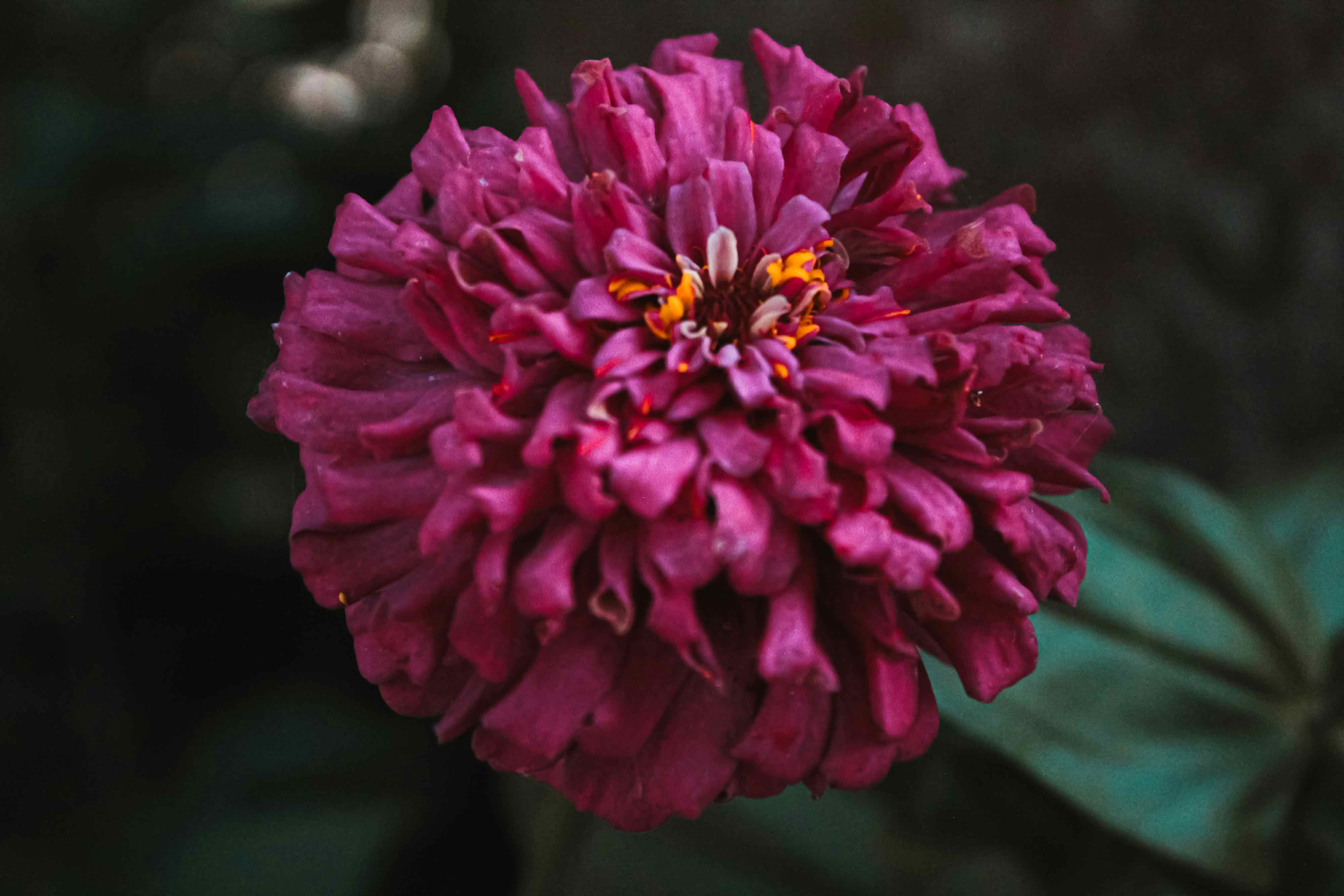 Purple flower