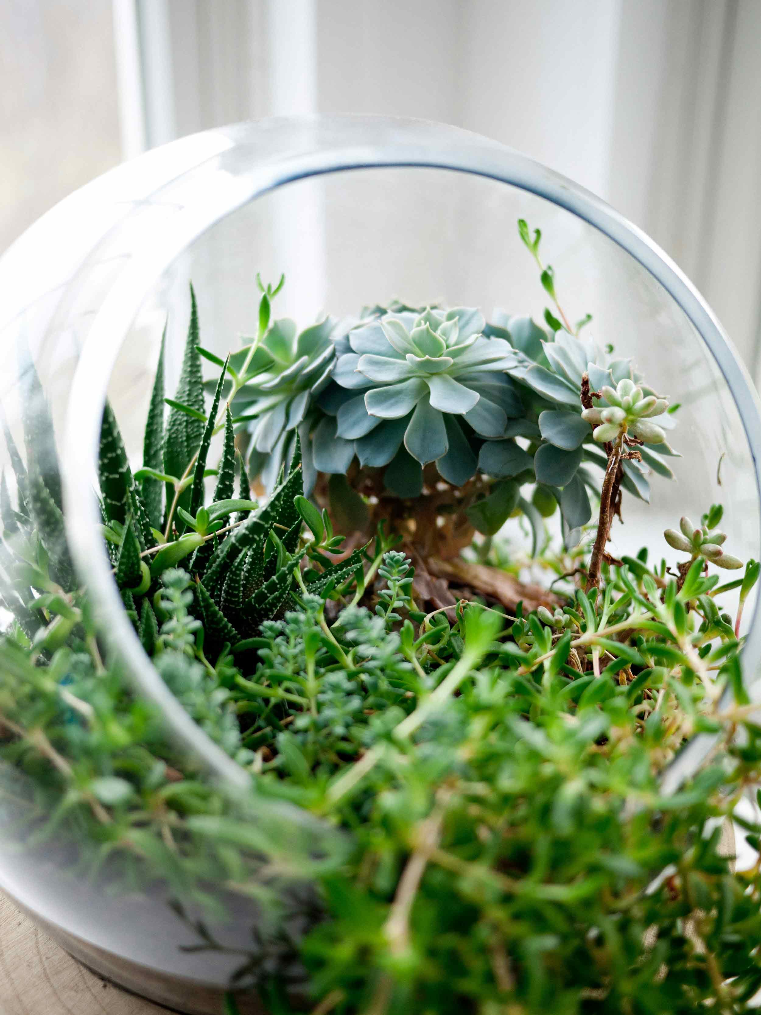 Terrarium workshop