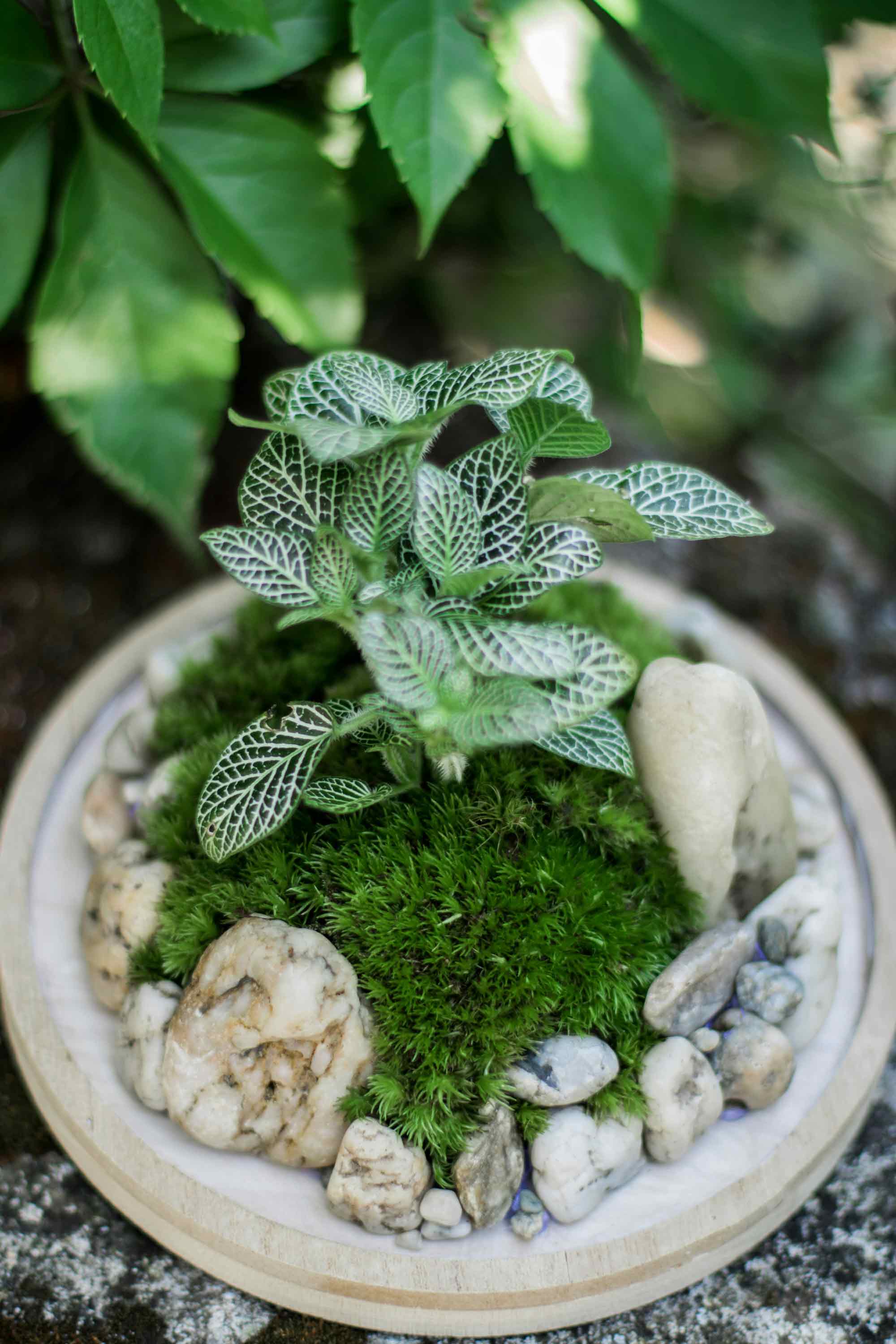 Terrarium workshop